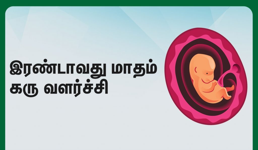 கரு எவ்வாறு உருவாகிறது (Fetal Development during First Trimester in Tamil) - முதல் மூன்று மாதங்கள் 3 second month fetus development
