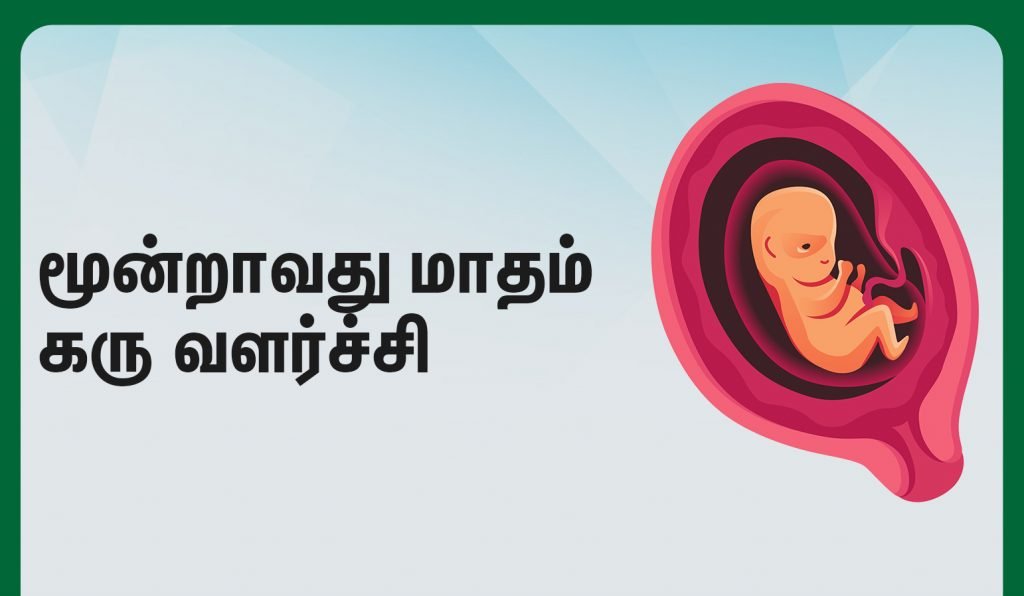கரு எவ்வாறு உருவாகிறது (Fetal Development during First Trimester in Tamil) - முதல் மூன்று மாதங்கள் 4 third month fetus development
