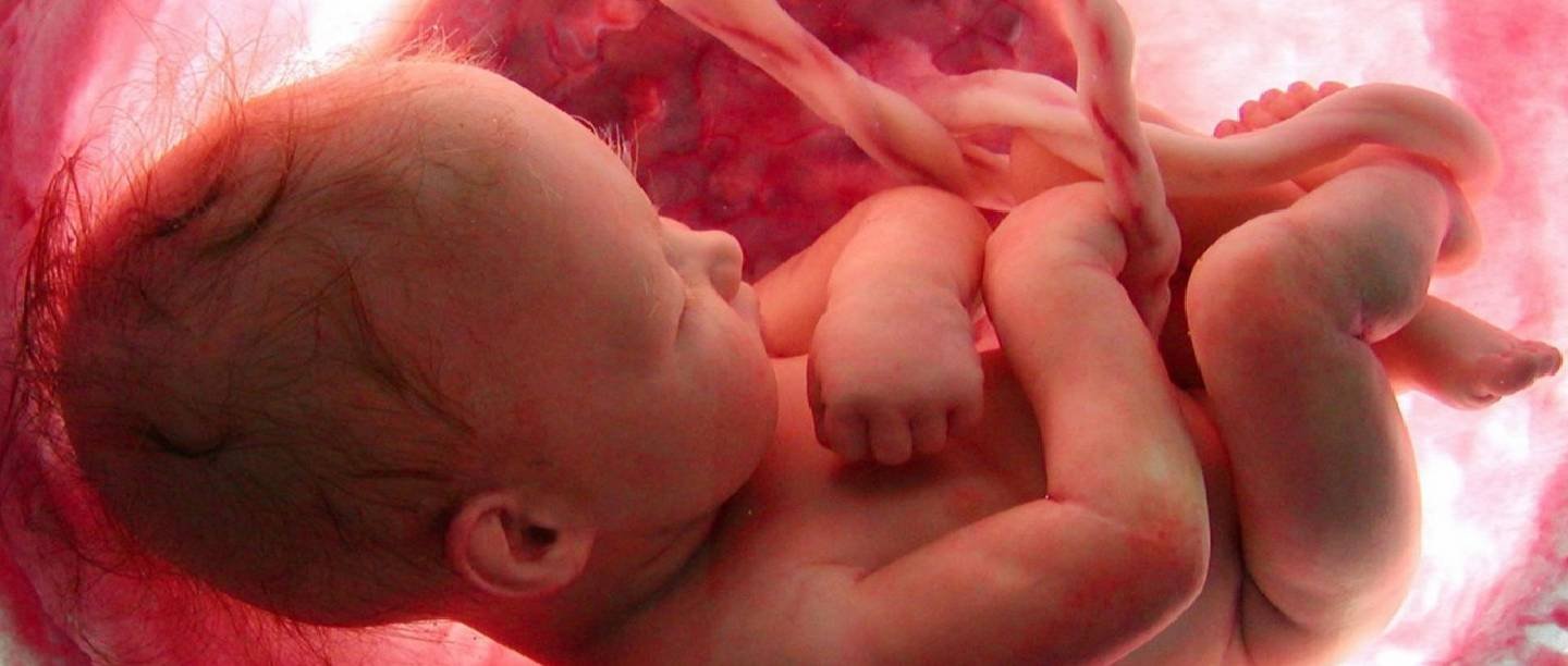 Fetal development