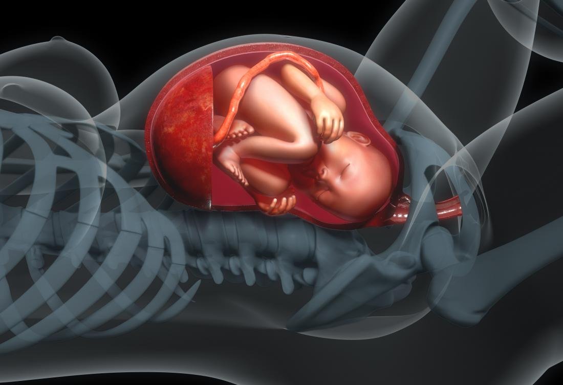 Umbilical cord