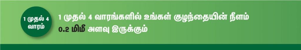 1 முதல் 40 வாரம் கர்ப்ப அறிகுறிகள் எப்படி இருக்கும்? 6 1 to 4 week fetus size