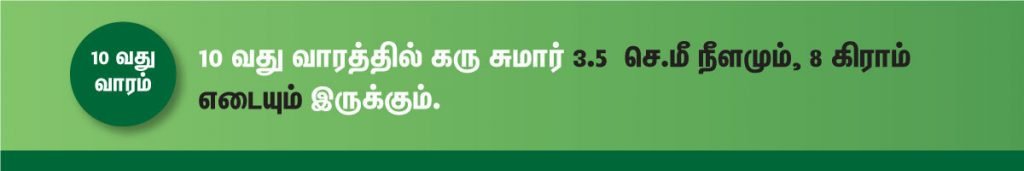 1 முதல் 40 வாரம் கர்ப்ப அறிகுறிகள் எப்படி இருக்கும்? 17 10 week fetus size