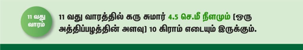 1 முதல் 40 வாரம் கர்ப்ப அறிகுறிகள் எப்படி இருக்கும்? 19 11 week fetus size