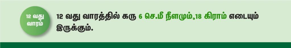1 முதல் 40 வாரம் கர்ப்ப அறிகுறிகள் எப்படி இருக்கும்? 21 12 week fetus size