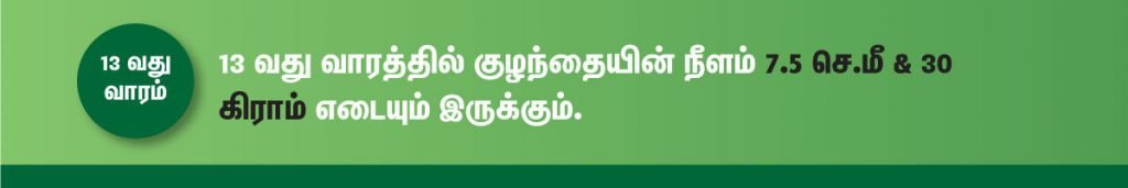 1 முதல் 40 வாரம் கர்ப்ப அறிகுறிகள் எப்படி இருக்கும்? 22 13 week fetus size