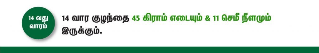 1 முதல் 40 வாரம் கர்ப்ப அறிகுறிகள் எப்படி இருக்கும்? 24 14 week fetus size