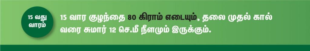 1 முதல் 40 வாரம் கர்ப்ப அறிகுறிகள் எப்படி இருக்கும்? 26 15 week fetus size