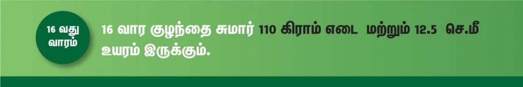 1 முதல் 40 வாரம் கர்ப்ப அறிகுறிகள் எப்படி இருக்கும்? 27 16 week fetus size
