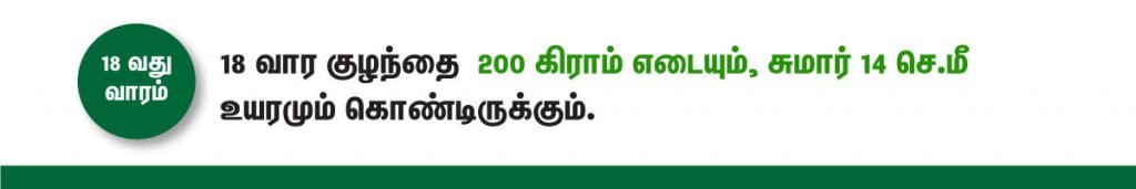 1 முதல் 40 வாரம் கர்ப்ப அறிகுறிகள் எப்படி இருக்கும்? 31 18 week fetus size