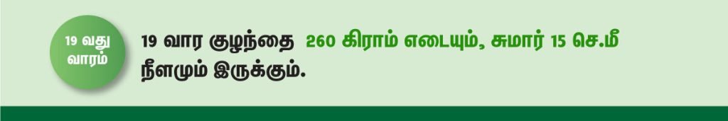 1 முதல் 40 வாரம் கர்ப்ப அறிகுறிகள் எப்படி இருக்கும்? 33 19 week fetus size