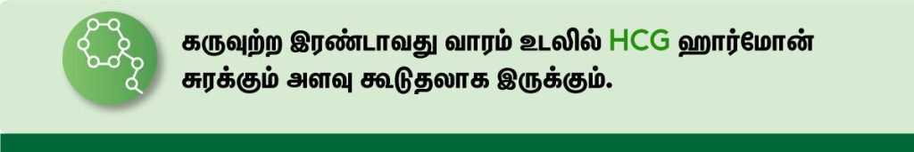 1 முதல் 40 வாரம் கர்ப்ப அறிகுறிகள் எப்படி இருக்கும்? 3 2 Weeks Pregnant HCG Level