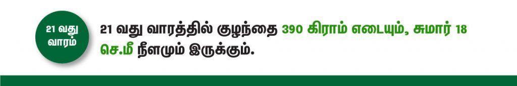 1 முதல் 40 வாரம் கர்ப்ப அறிகுறிகள் எப்படி இருக்கும்? 36 21 week fetus size