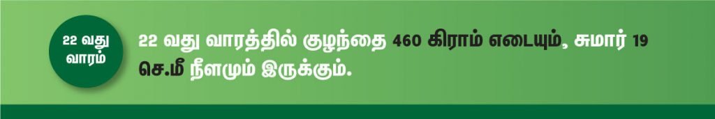 1 முதல் 40 வாரம் கர்ப்ப அறிகுறிகள் எப்படி இருக்கும்? 38 22 week fetus size