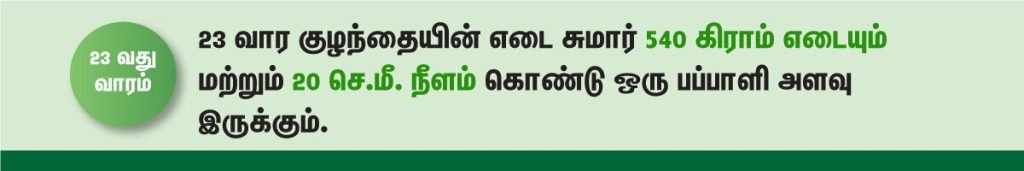 1 முதல் 40 வாரம் கர்ப்ப அறிகுறிகள் எப்படி இருக்கும்? 39 23 week fetus size