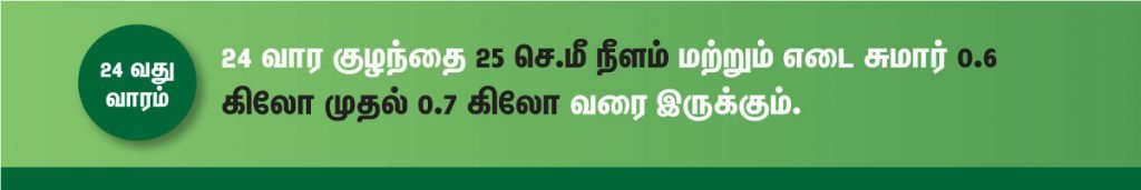 1 முதல் 40 வாரம் கர்ப்ப அறிகுறிகள் எப்படி இருக்கும்? 41 24 week fetus size