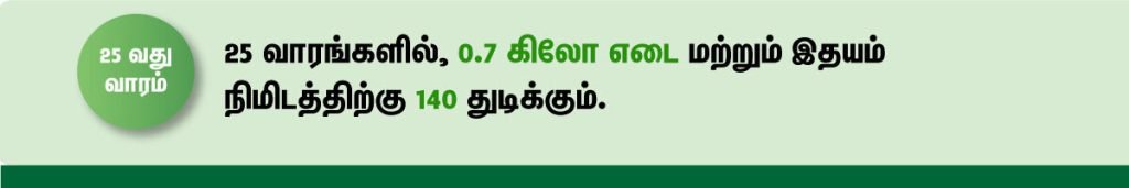 1 முதல் 40 வாரம் கர்ப்ப அறிகுறிகள் எப்படி இருக்கும்? 43 25 week fetus size