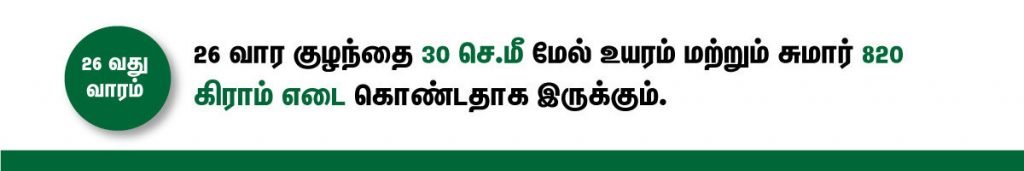 1 முதல் 40 வாரம் கர்ப்ப அறிகுறிகள் எப்படி இருக்கும்? 45 26 week fetus size