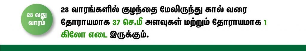 1 முதல் 40 வாரம் கர்ப்ப அறிகுறிகள் எப்படி இருக்கும்? 48 28 week fetus size