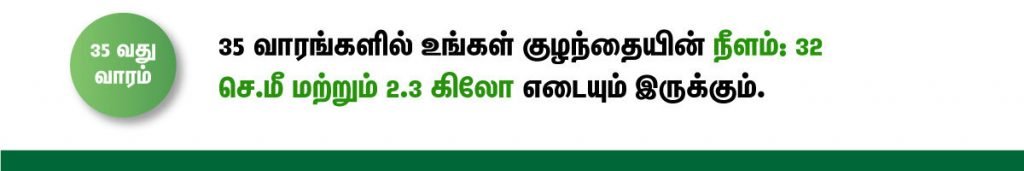 1 முதல் 40 வாரம் கர்ப்ப அறிகுறிகள் எப்படி இருக்கும்? 57 35 week fetus size