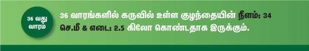 1 முதல் 40 வாரம் கர்ப்ப அறிகுறிகள் எப்படி இருக்கும்? 58 36 week fetus size