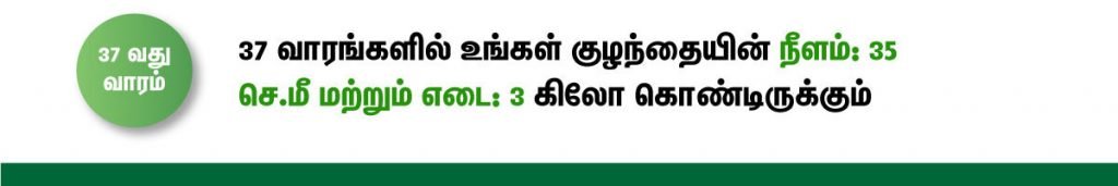 1 முதல் 40 வாரம் கர்ப்ப அறிகுறிகள் எப்படி இருக்கும்? 60 37 week fetus size