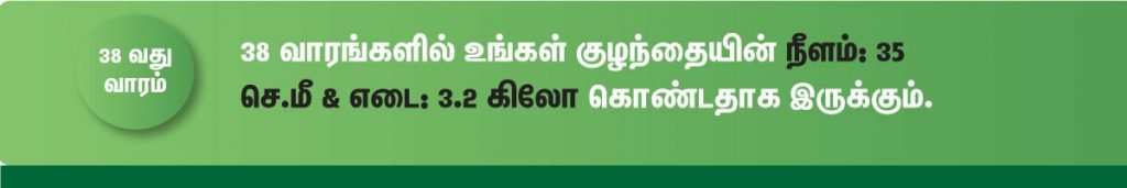 1 முதல் 40 வாரம் கர்ப்ப அறிகுறிகள் எப்படி இருக்கும்? 62 38 week fetus size