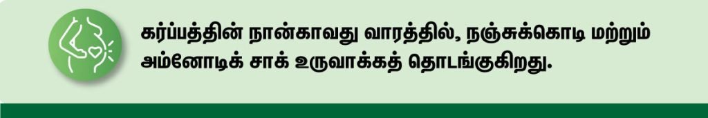 1 முதல் 40 வாரம் கர்ப்ப அறிகுறிகள் எப்படி இருக்கும்? 5 4 week pregnancy symptoms