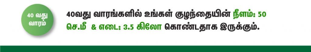 1 முதல் 40 வாரம் கர்ப்ப அறிகுறிகள் எப்படி இருக்கும்? 64 40 week fetus size