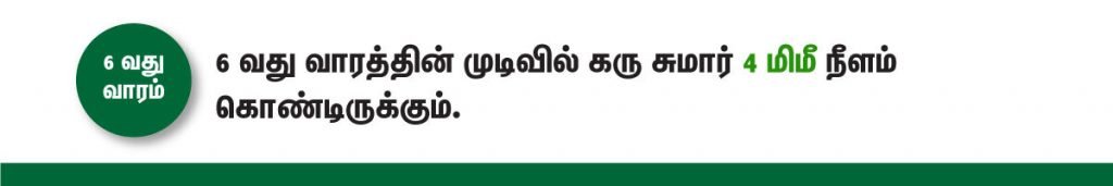 1 முதல் 40 வாரம் கர்ப்ப அறிகுறிகள் எப்படி இருக்கும்? 10 6 week fetus size