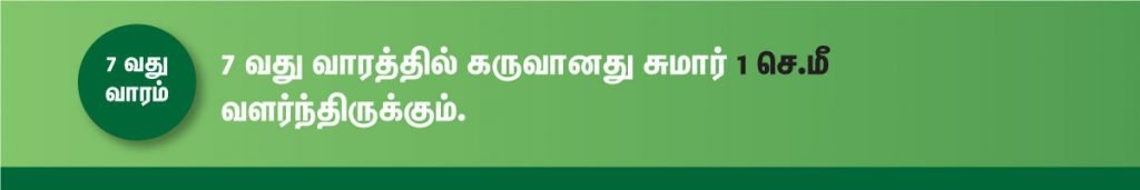 1 முதல் 40 வாரம் கர்ப்ப அறிகுறிகள் எப்படி இருக்கும்? 12 7 week fetus size