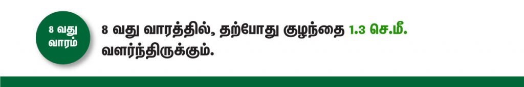 1 முதல் 40 வாரம் கர்ப்ப அறிகுறிகள் எப்படி இருக்கும்? 14 8 week fetus size