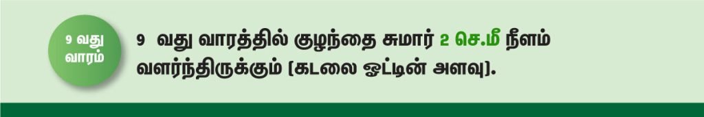 1 முதல் 40 வாரம் கர்ப்ப அறிகுறிகள் எப்படி இருக்கும்? 16 9 week fetus size