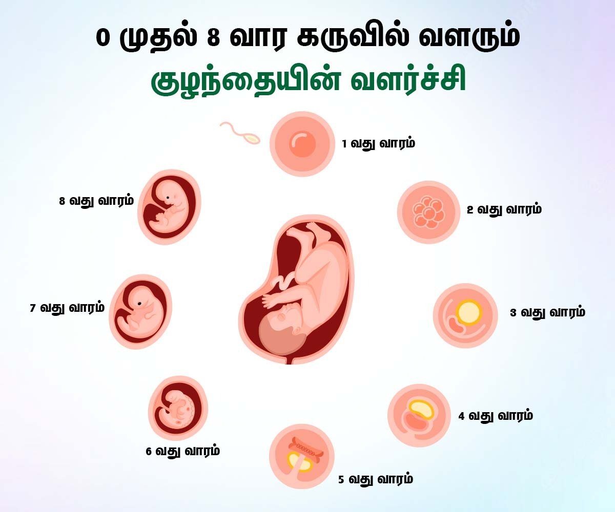 Fetal Development Week by Week