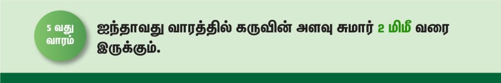 1 முதல் 40 வாரம் கர்ப்ப அறிகுறிகள் எப்படி இருக்கும்? 8 baby size in 5 weeks