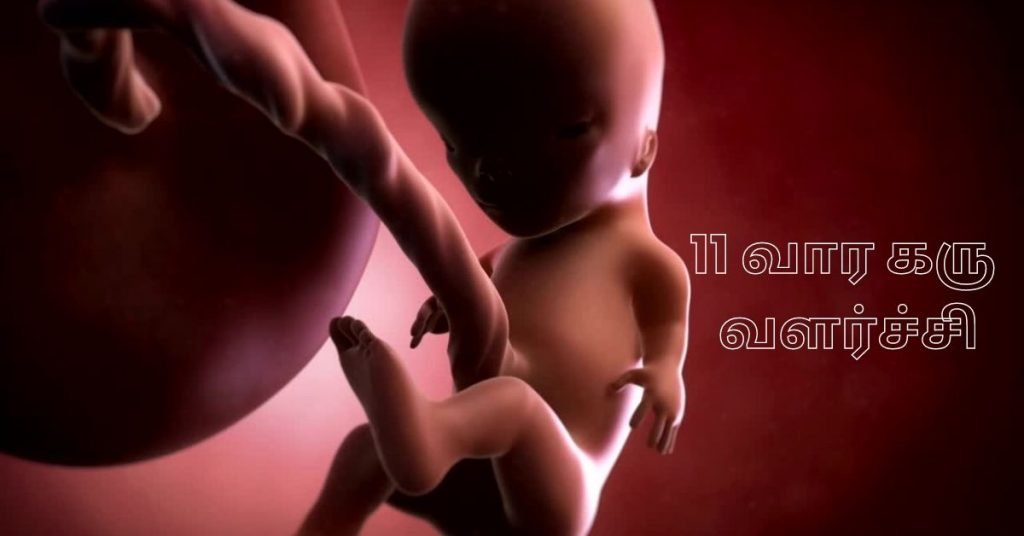 11 Weeks Fetus