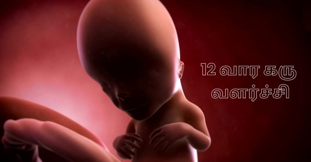 12 Weeks Fetus