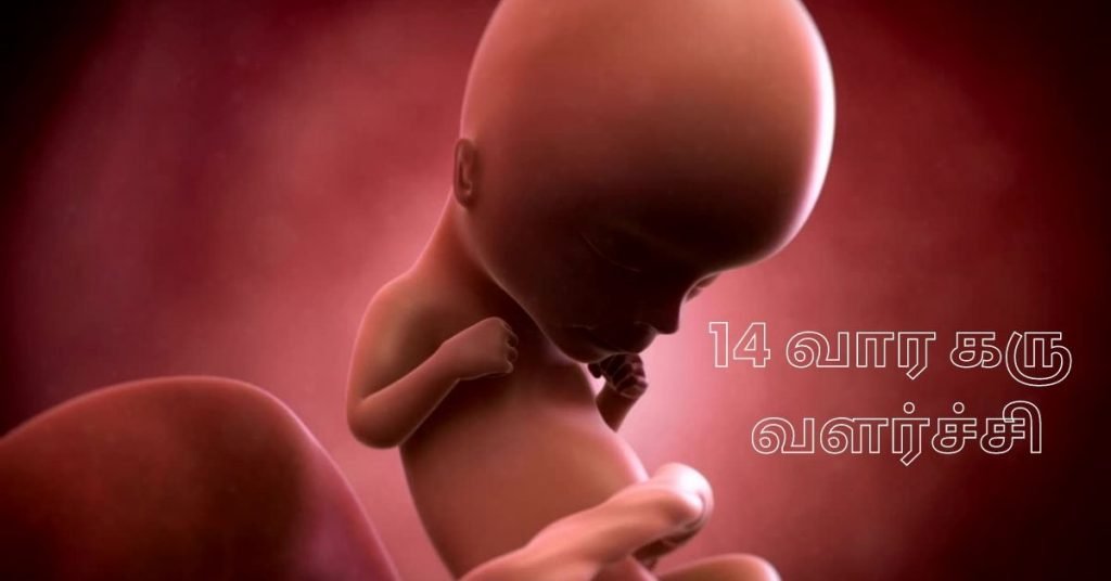 14 Weeks Fetus