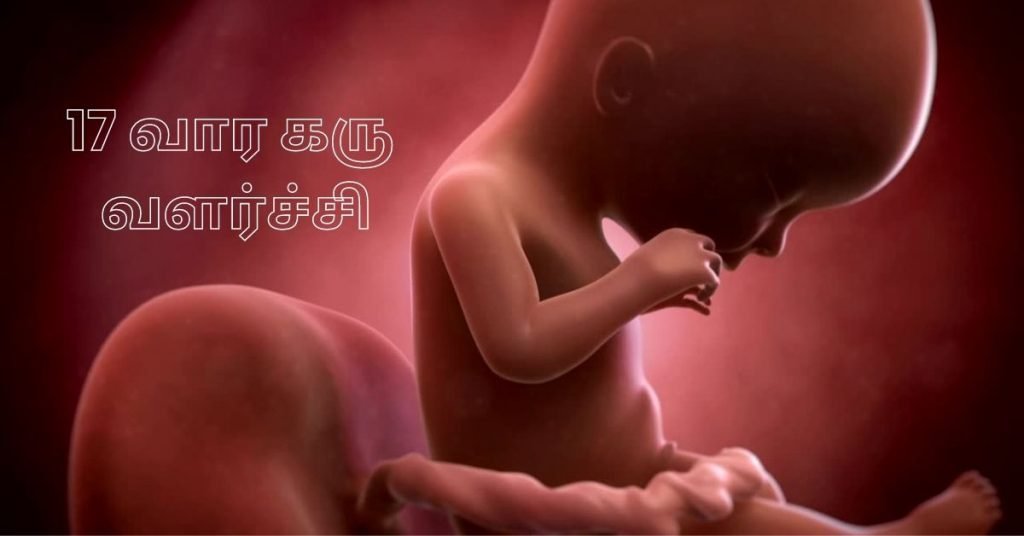 17 Weeks Fetus