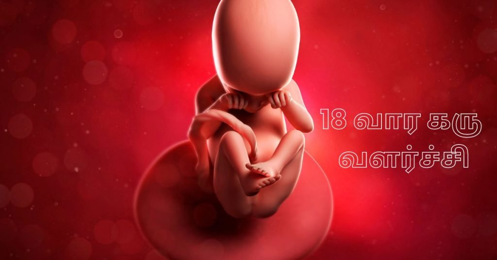 18 Weeks Fetus
