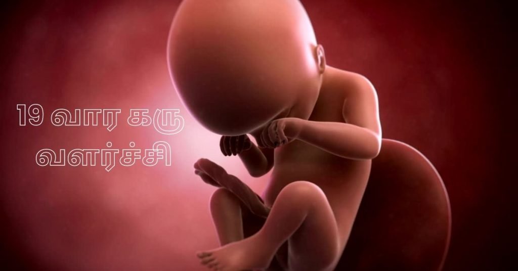 19 Weeks Fetus