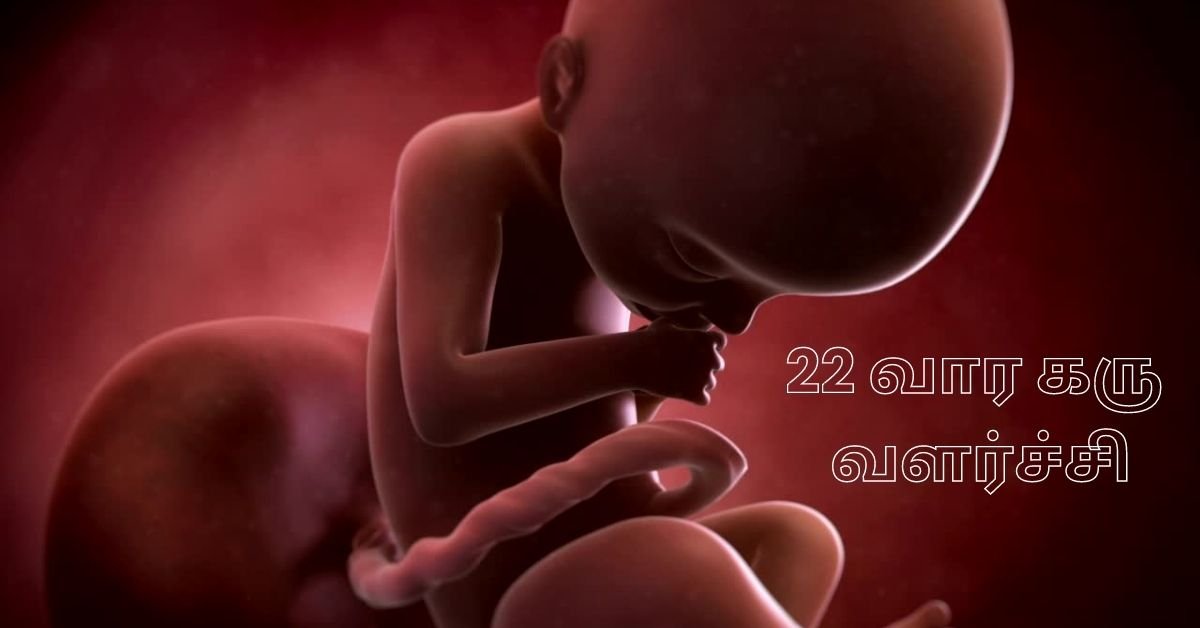 22 Weeks Fetus