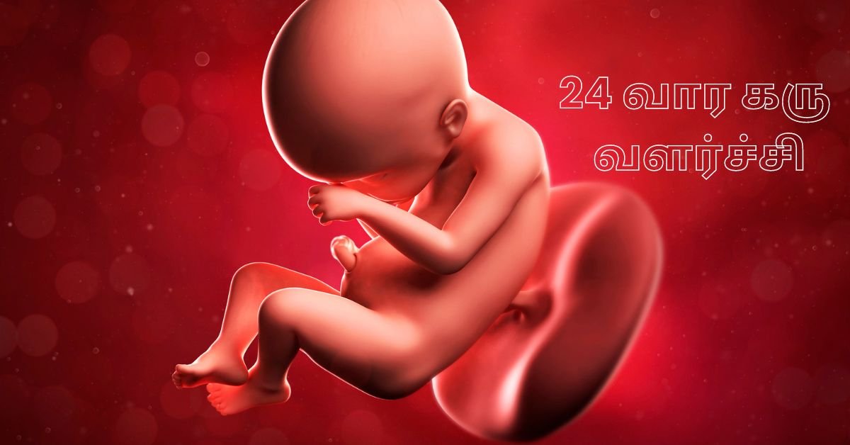 24 Weeks Fetus