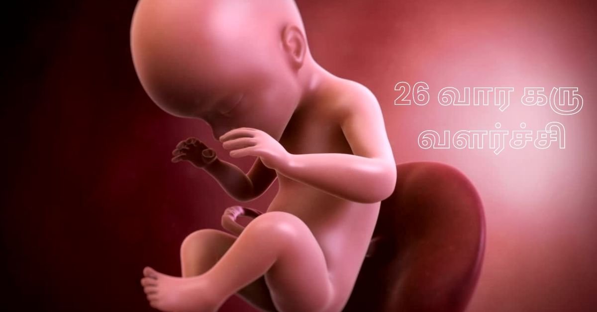 26 Weeks Fetus