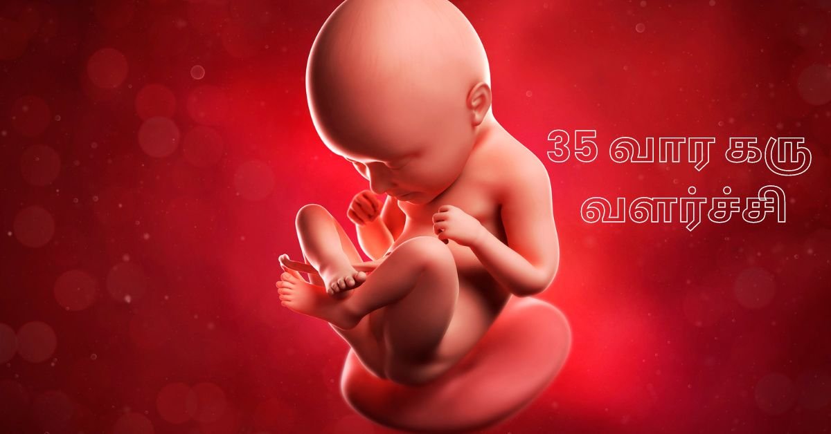 35 Weeks Fetus
