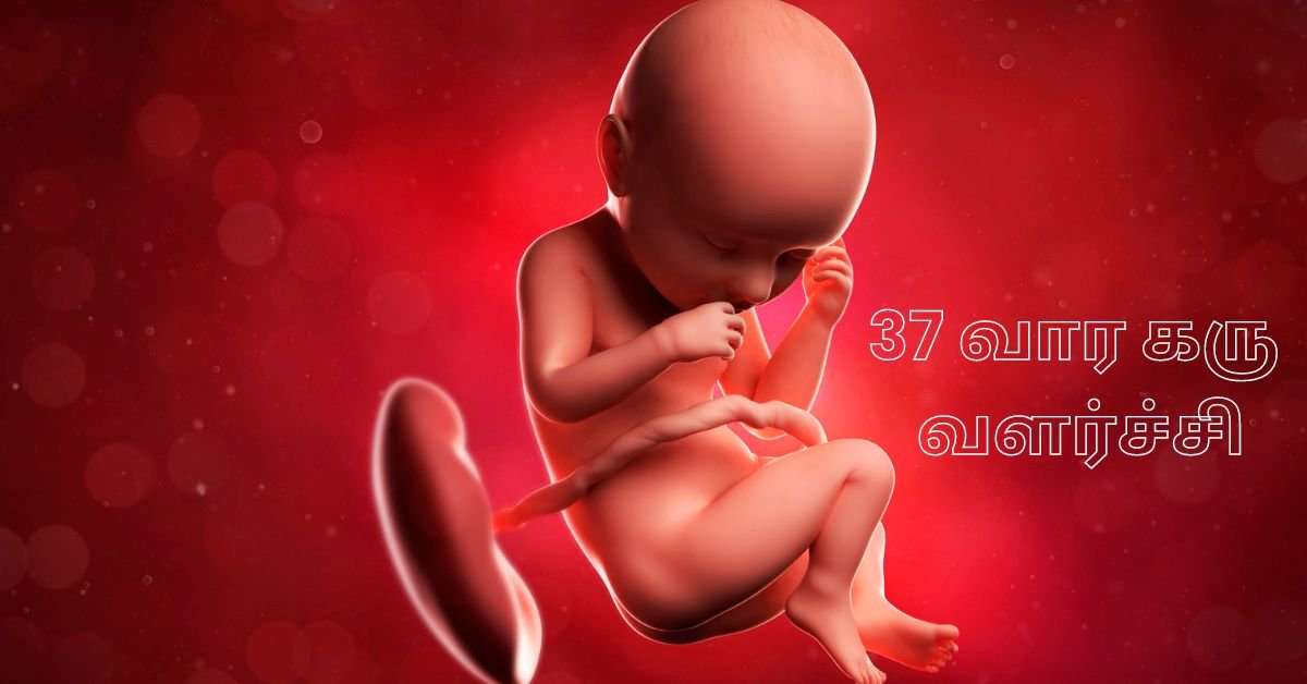 37 Weeks Fetus