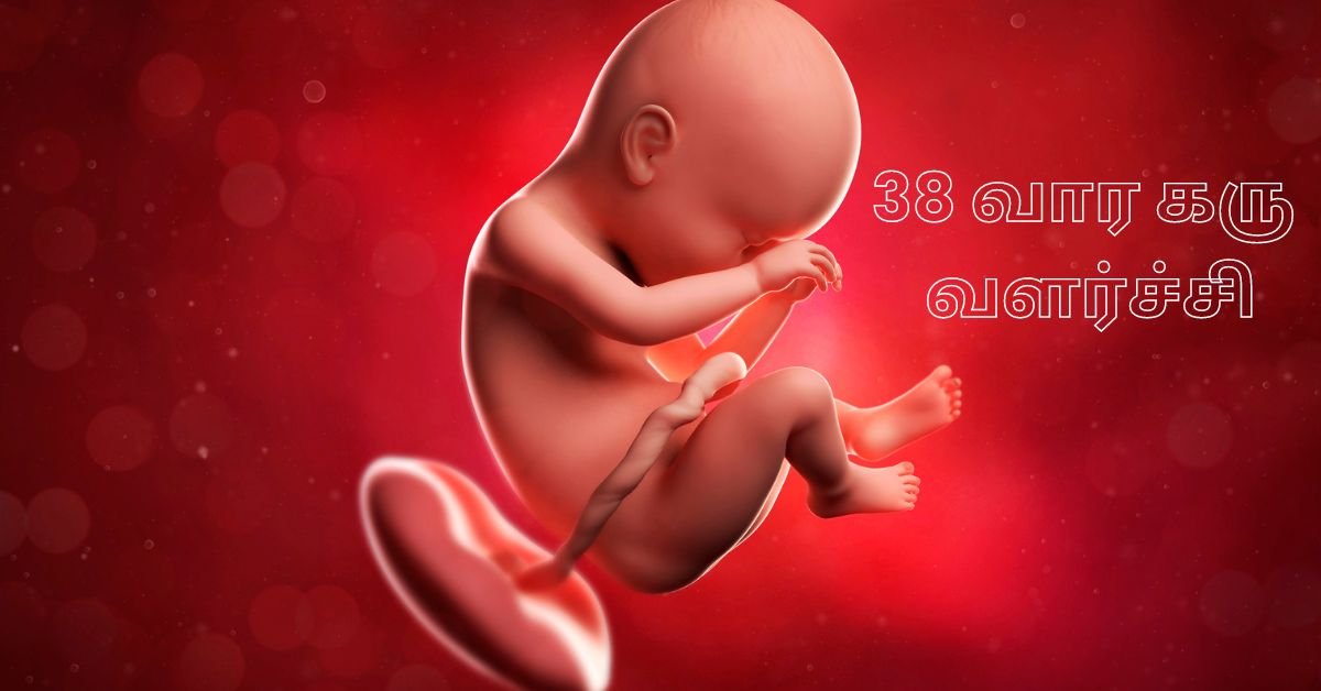 38 Weeks Fetus