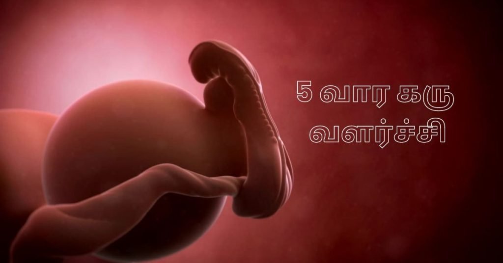 5 weeks fetus