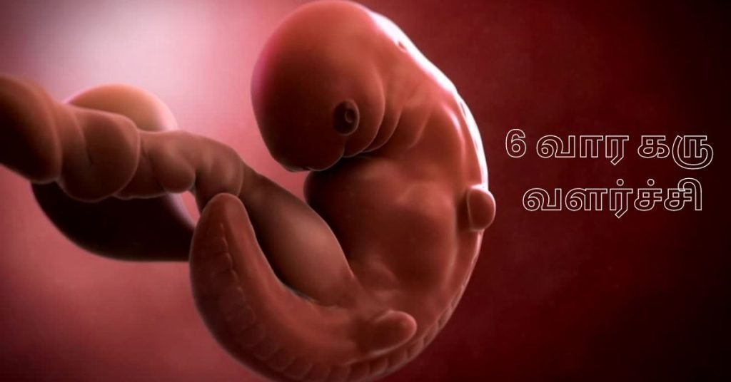 6 weeks fetus