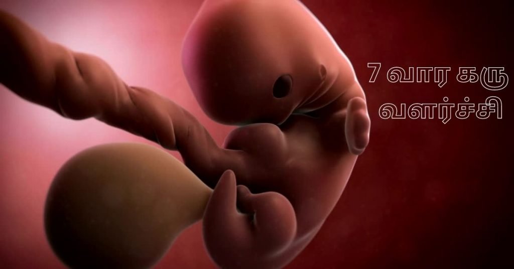 7 Weeks Fetus