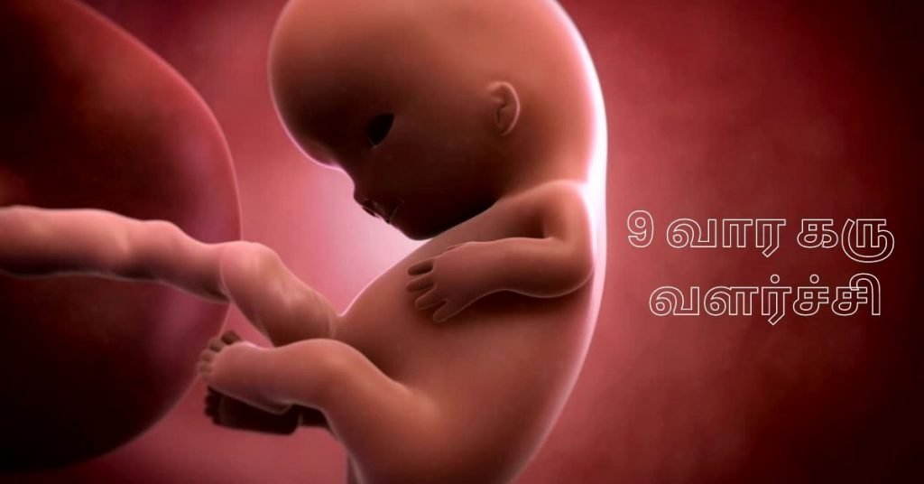 9 Weeks Fetus
